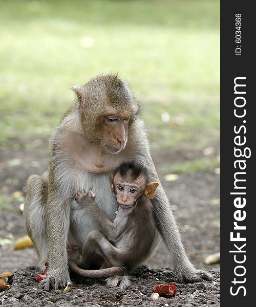 Mother and son monkeys in a park