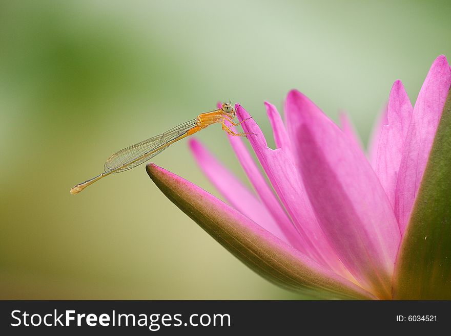 Damselfly stands on a lotus. Damselfly stands on a lotus