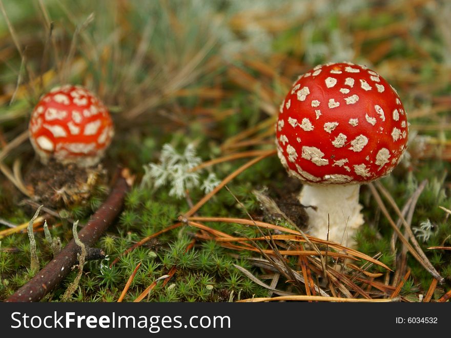 Poisonous mushrooms Amanita in autumn