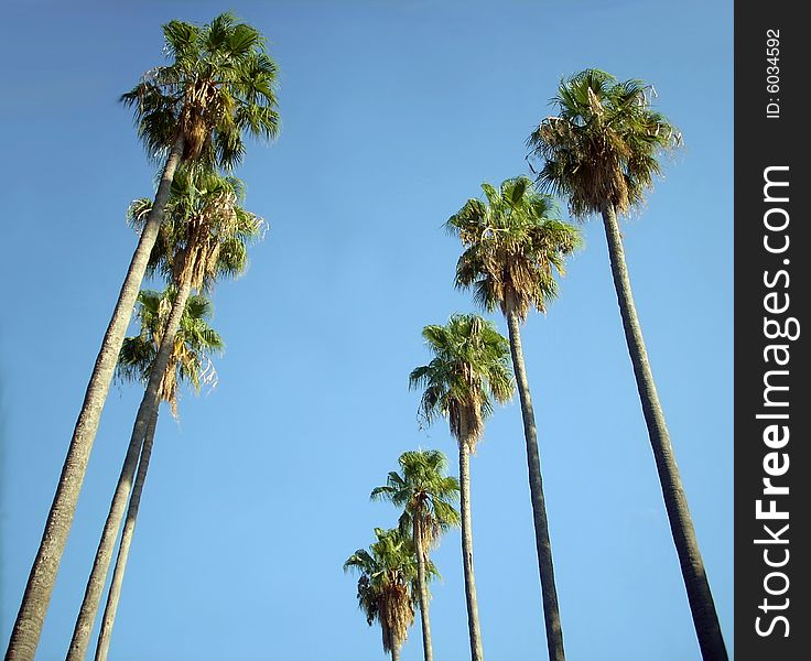 High palm trees in a Mediterranean town, in a public garden near the sea. High palm trees in a Mediterranean town, in a public garden near the sea