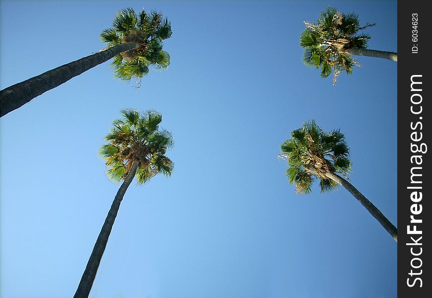 High palm trees in a Mediterranean town, in a public garden near the sea. High palm trees in a Mediterranean town, in a public garden near the sea