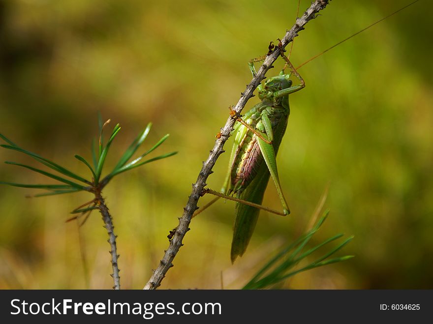 Grasshopper in the summer forest