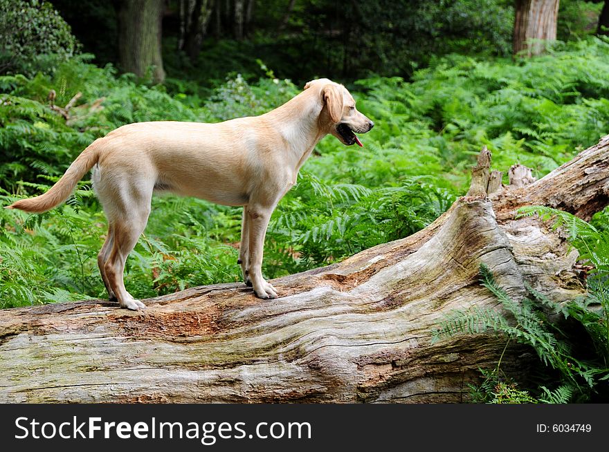 A cute labrador pup exploring the forest. A cute labrador pup exploring the forest