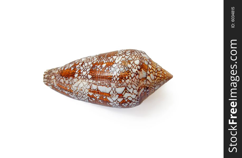 Small orange sea cockleshell covered by an intricate pattern. Small orange sea cockleshell covered by an intricate pattern.