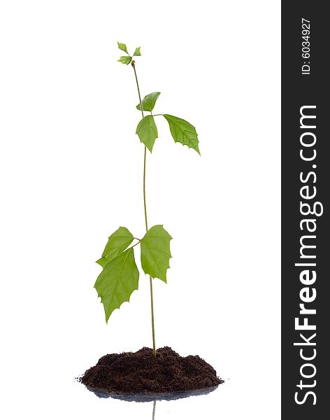 Growing green plant in soil on a white background