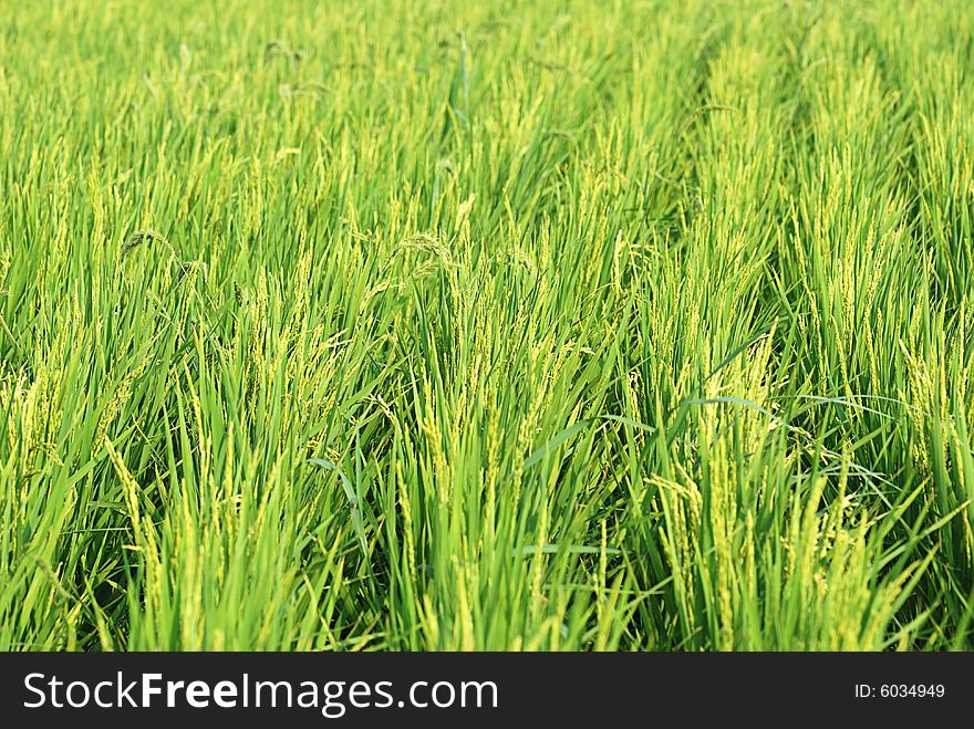 Rice Plant