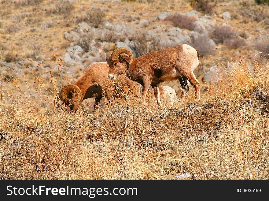 Rocky Mountain Big Horn Sheep grazing on a mountainside
