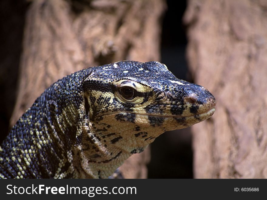 Nile Monitor (Varanus niloticus) closeup on log (taken at liberty science center)