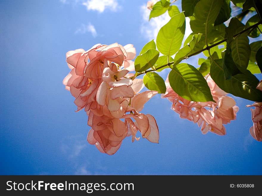 Refreshing flowers against the blue sky with fresh green leaves