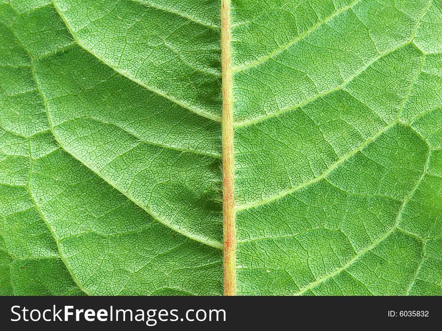 Structure of leaf natural background. Structure of leaf natural background