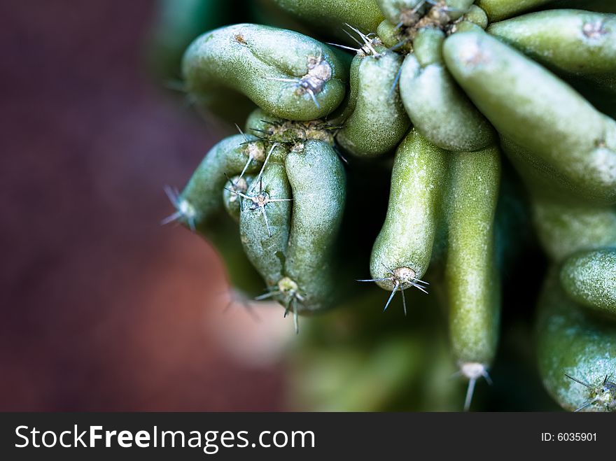 Close up observation of green prickly cactus in desert. Close up observation of green prickly cactus in desert