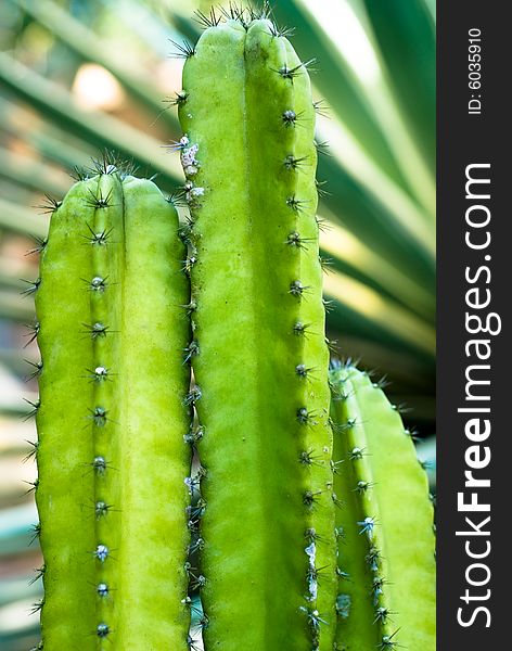 Close up observation of green prickly cactus in desert. Close up observation of green prickly cactus in desert