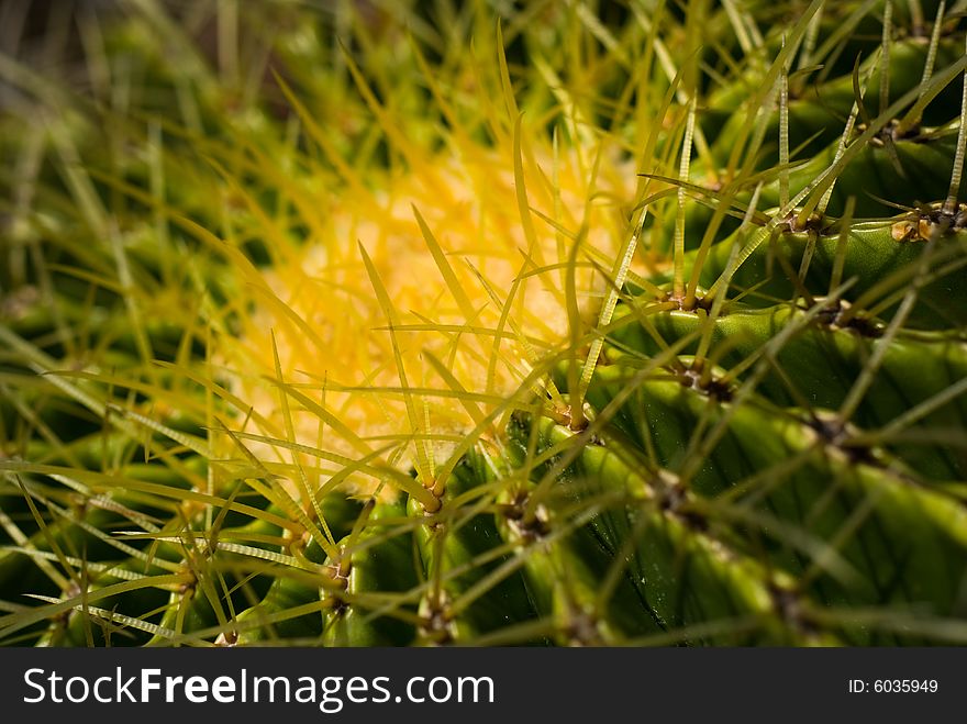 Barrel Cactus macro