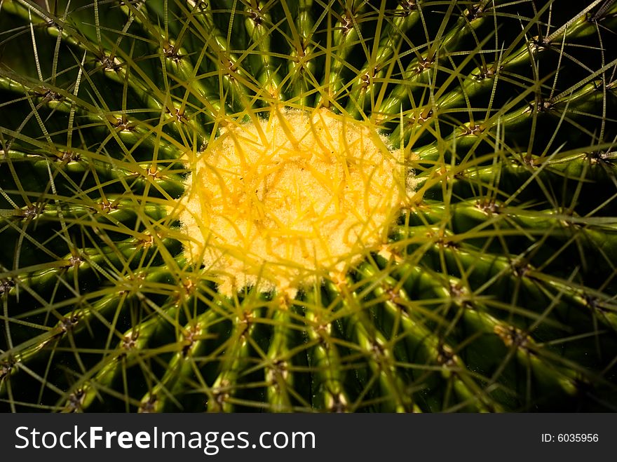 Close-up observation on the yellow and round barrel cactus. Close-up observation on the yellow and round barrel cactus