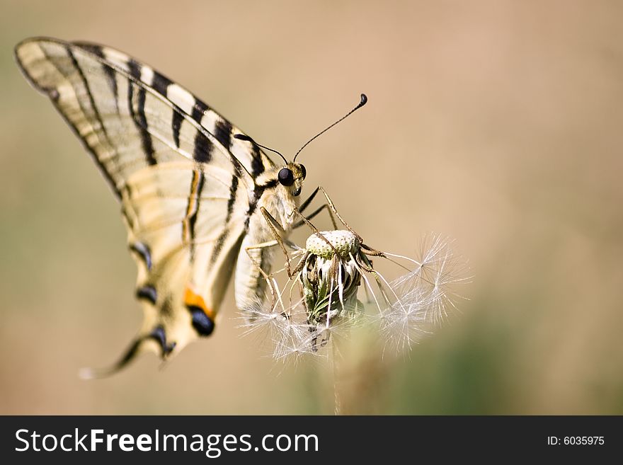 Butterfly and dandelion