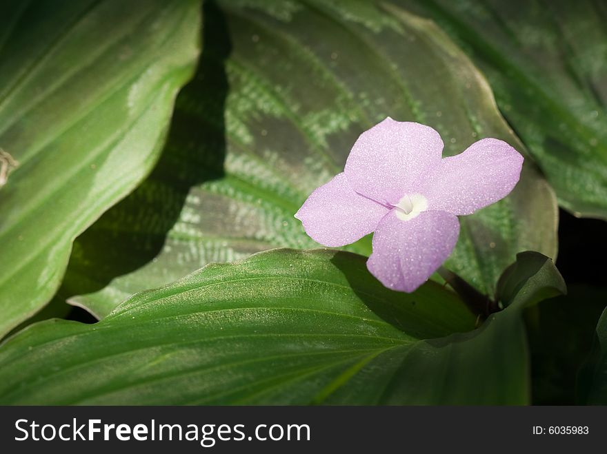 Lonely pink flower under the sun with four petals