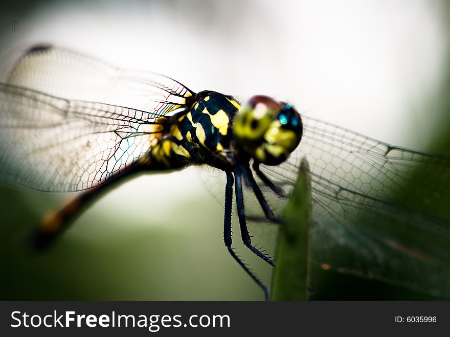 Red-tail Dragonfly