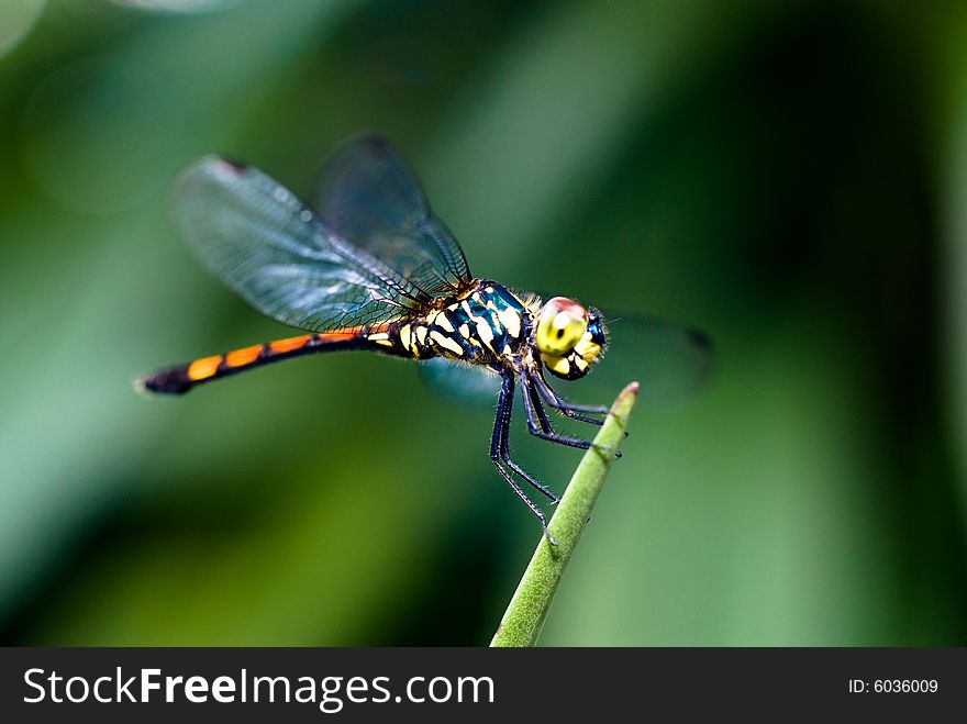 Red-tail Dragonfly