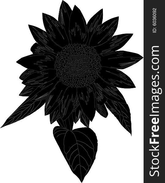 Illustration with single sunflower silhouette isolated on white background