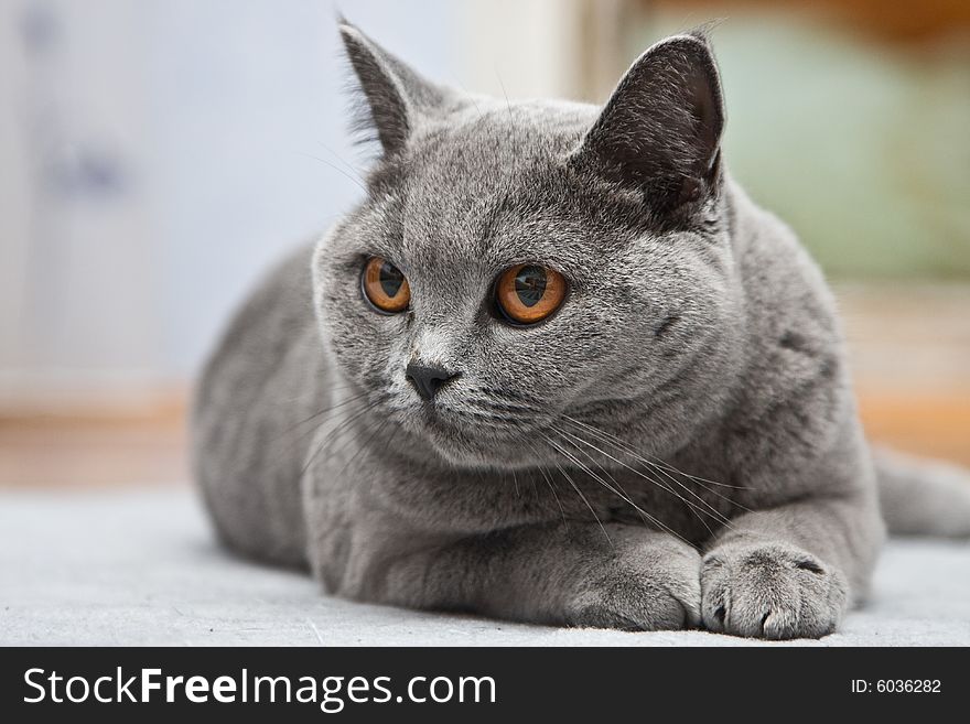 cat of the gray British breed. cat of the gray British breed.