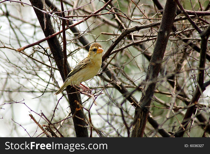 Sparrow is sitting on stems