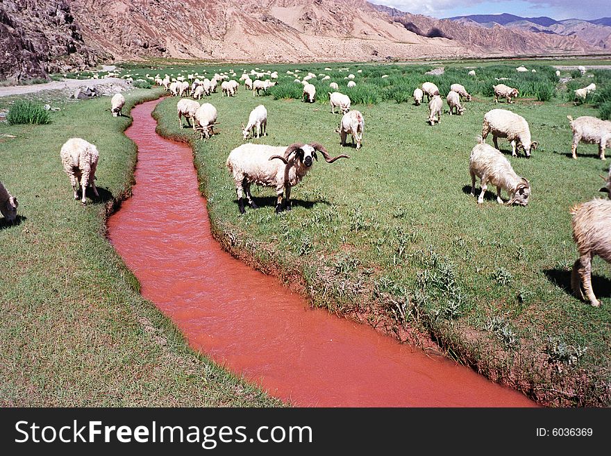 Sheep by red River Valley