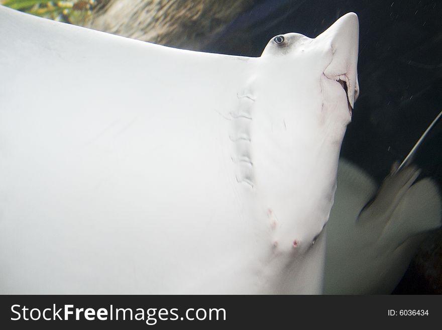 A beautiful large underwater ocean stingray glides by.