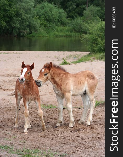 Two young foals at the river