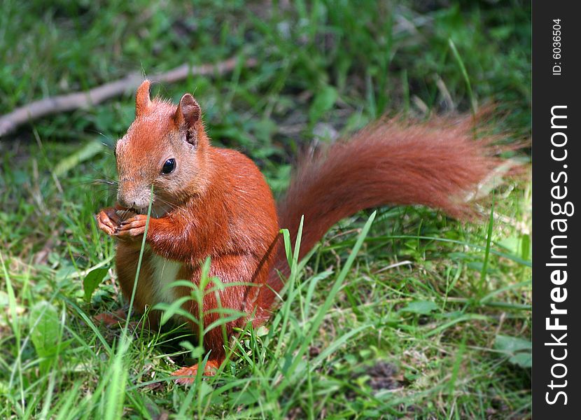 Little Squirrel On Grass