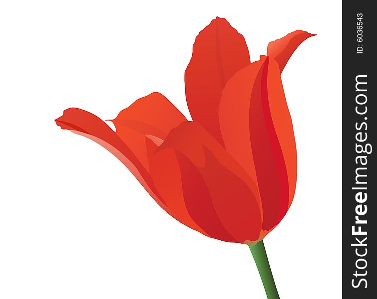 Red tulip on white. Vector illustration