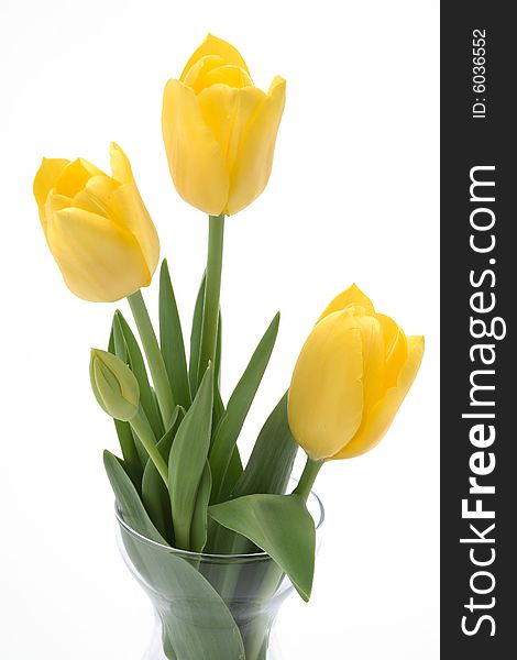 Beautiful  yellow Tulips in a vase on a white background