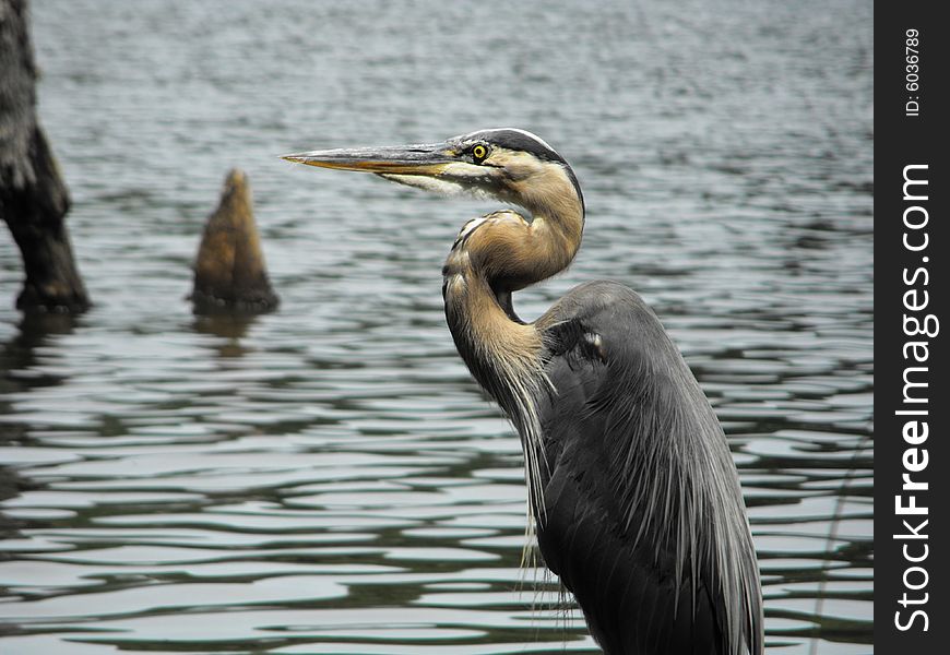 A Great Blue Heron framed by smooth rippling water