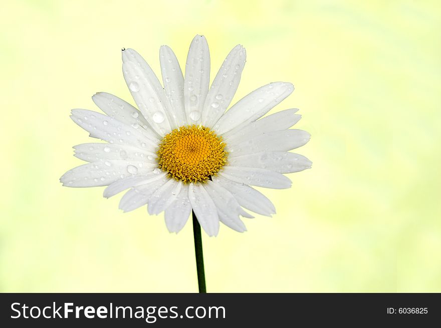 Just one daisy isolated on a yellow background. Just one daisy isolated on a yellow background