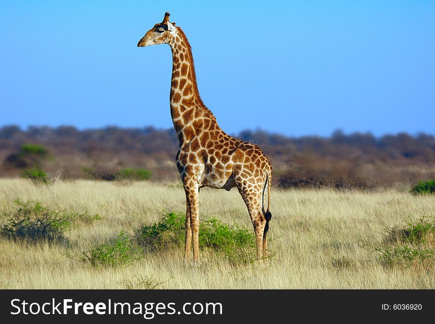 The giraffe (Giraffa camelopardalis) is an African even-toed ungulate mammal, the tallest of all land-living animal species, and the largest ruminant. Males can be 4.8 to 5.5 metres tall and weigh up to 1,700 kilograms (Namibia)