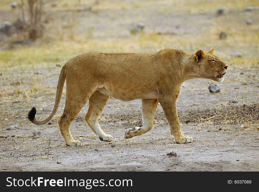 Lion Female (Panthera Leo)