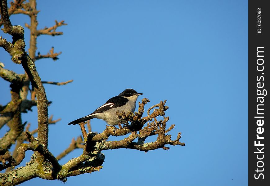 Shrike sitting on a branch with a clear blue sky in the background. Shrike sitting on a branch with a clear blue sky in the background