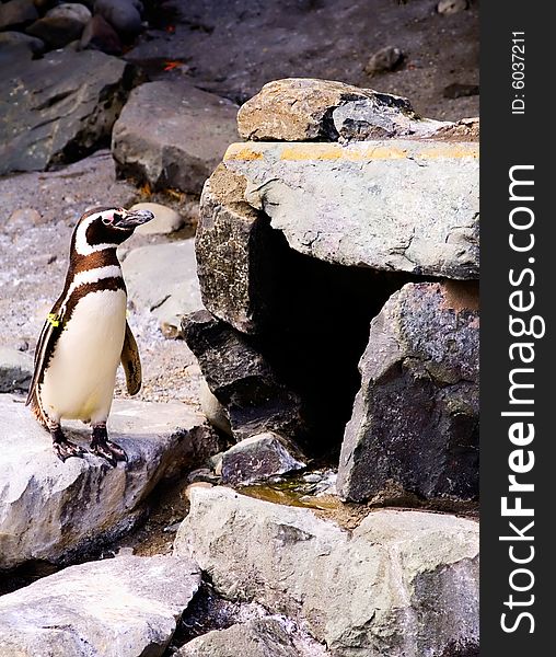 A penguin standing outside his enclosure