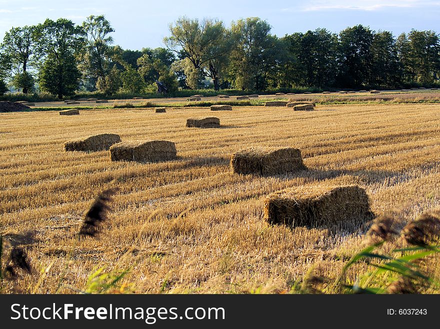 Bars of straw on the field after harvest