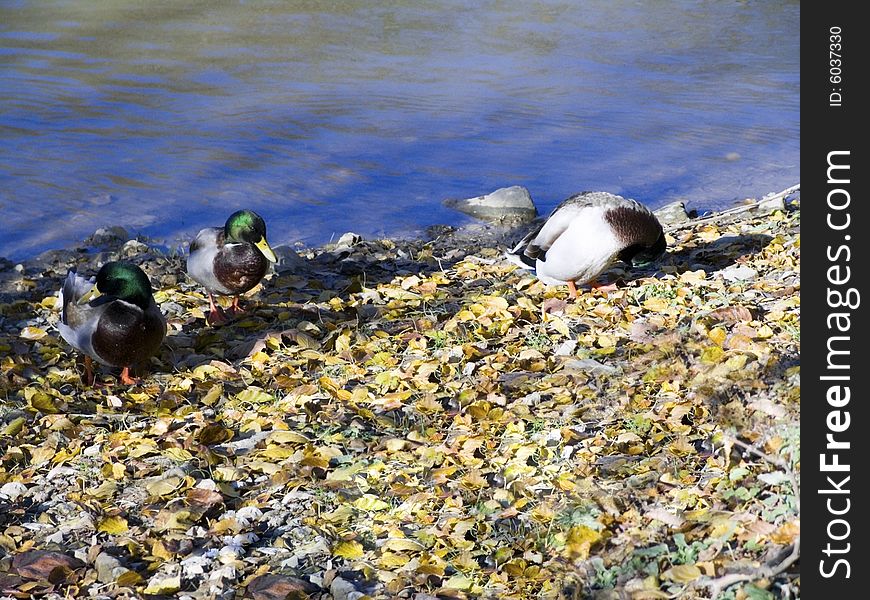 Some ducks along a river bank amog the fallen leaves.