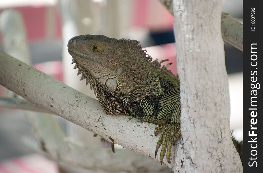 Iguanas, photographed in the park animals in Thailand