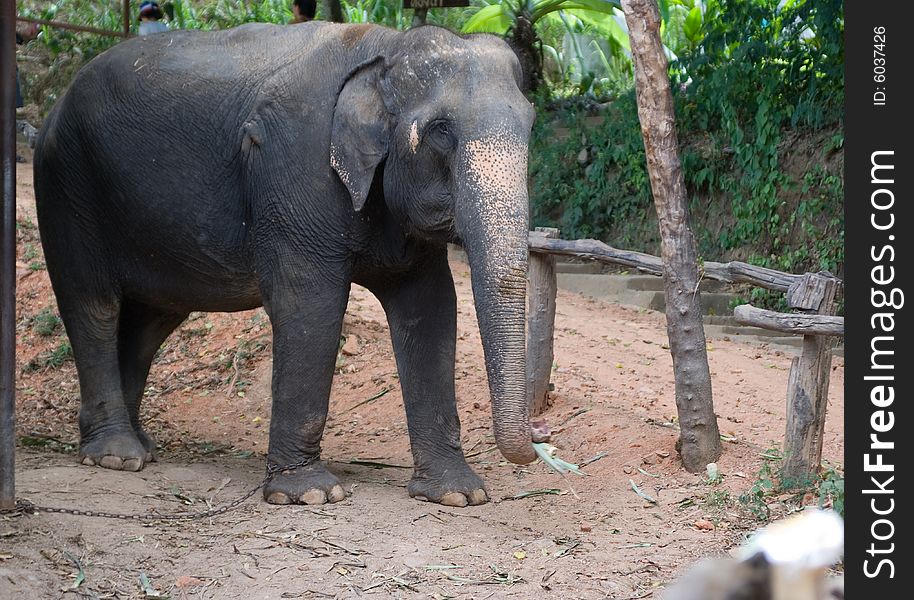 Indian elephant residing in the territory of Thailand