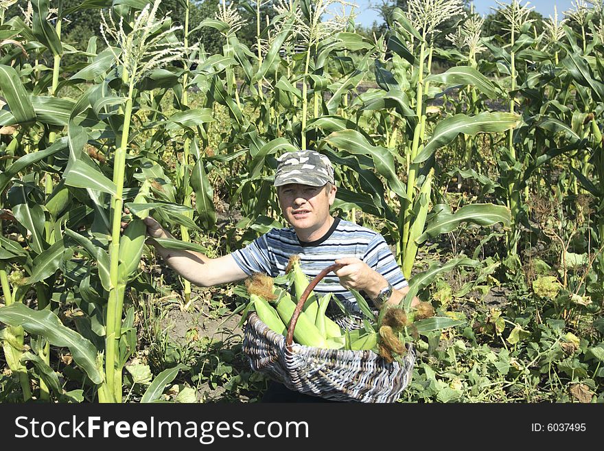 I like boiled corn. I grow its corn itself. my corn real
all natural! no chemistry!. I like boiled corn. I grow its corn itself. my corn real
all natural! no chemistry!