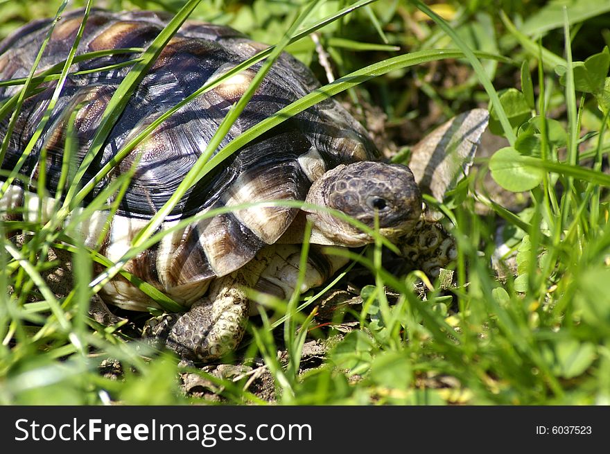 Beautiful little turtle herman in green grass. Beautiful little turtle herman in green grass
