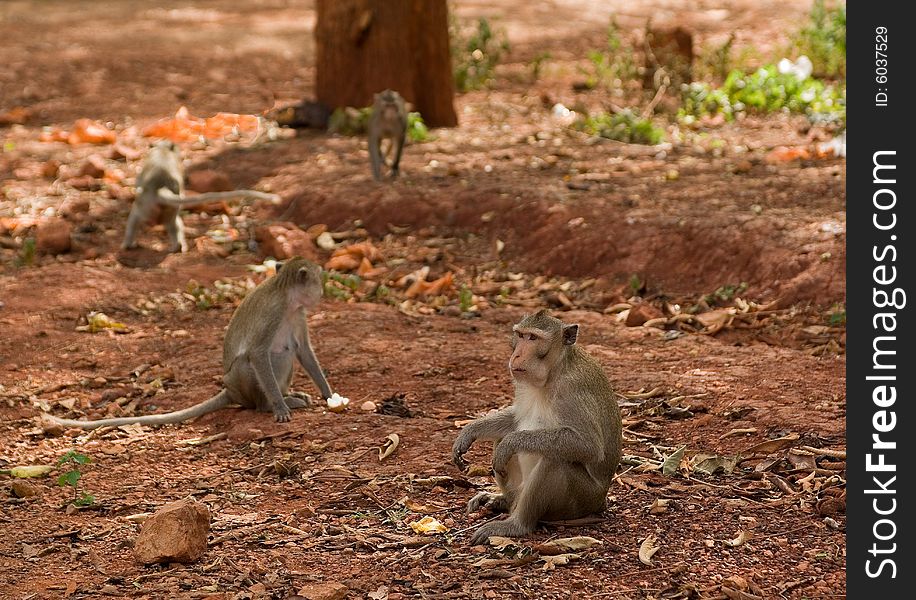 Monkey families living in the wild in Thailand. Monkey families living in the wild in Thailand