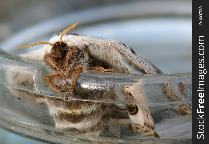 Night Butterfly. A Moth.