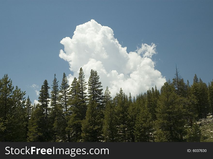 Clouds Floating above Pine Trees
