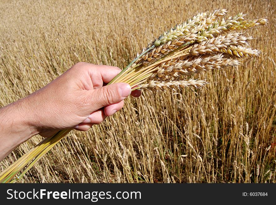 Golden wheat fiel and hand holding wheat ears. Golden wheat fiel and hand holding wheat ears