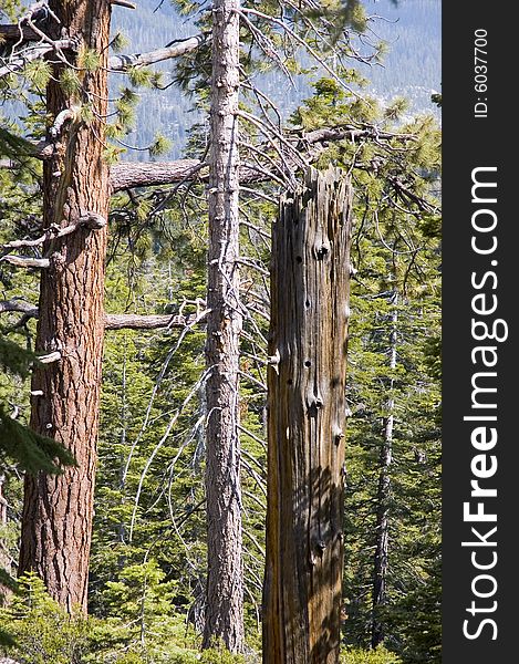 Barren Trees in Yosemite National Park