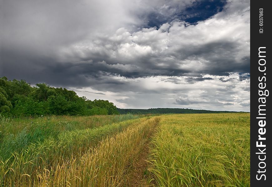 Summer landscape with wheat field sky and clouds