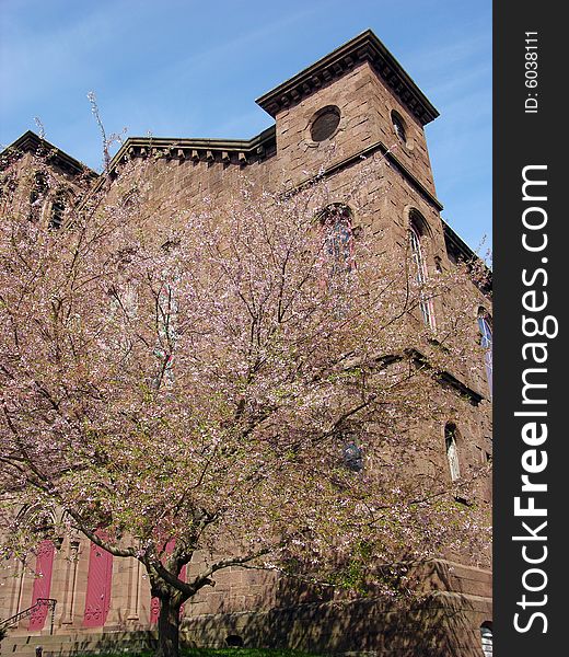 The tree in blossom next to old church in Newport city, Rhode Island. The tree in blossom next to old church in Newport city, Rhode Island.